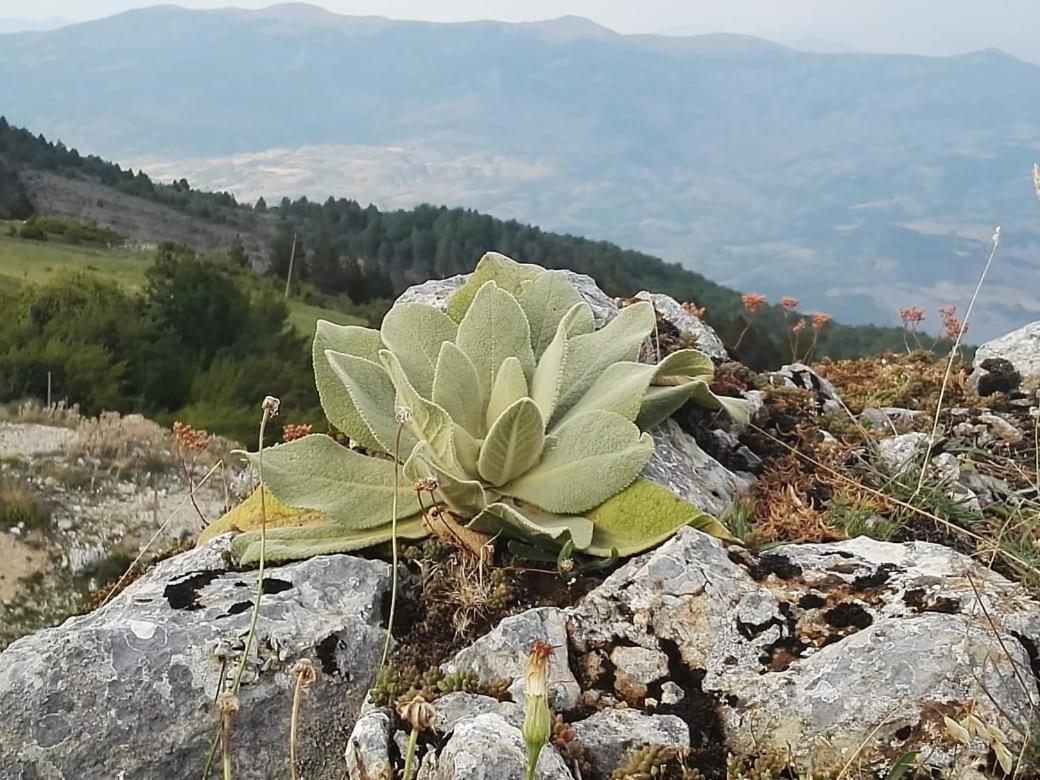 Bujtina E Tomorrit Ujanik Exterior foto